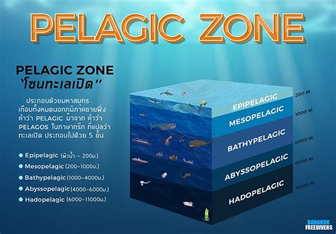 pelagic zone diagram 